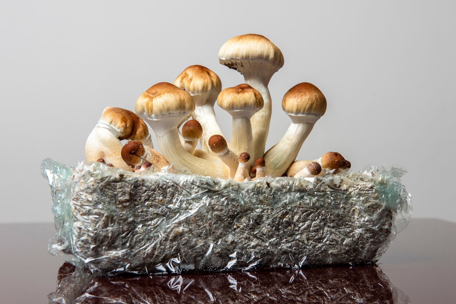 Learn how psilocybin promotes harmony and overall wellness